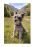 Schnauzer On The Grass