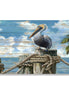 Coastal Pelican