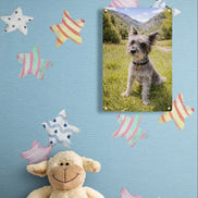 Schnauzer On The Grass